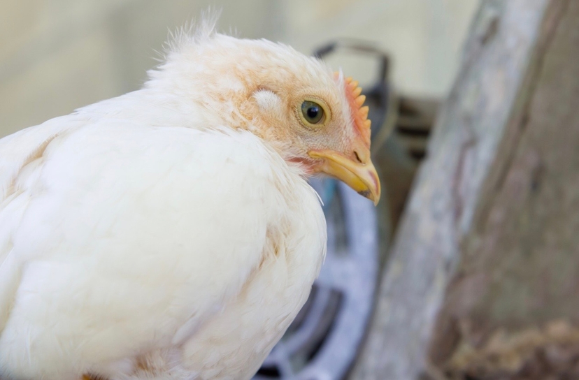 Chicken Bird Flu