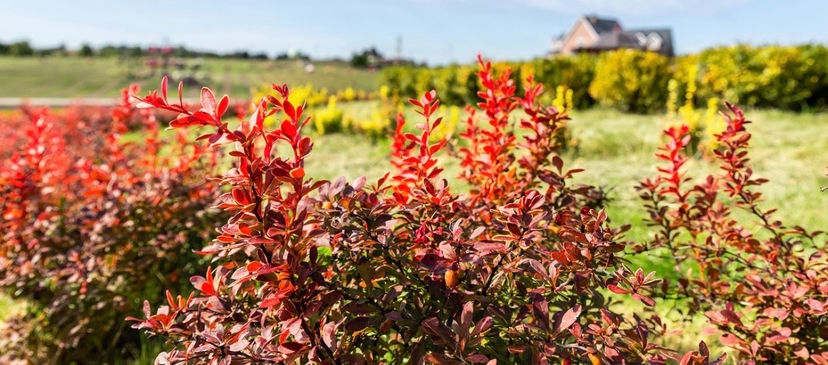 Berberine