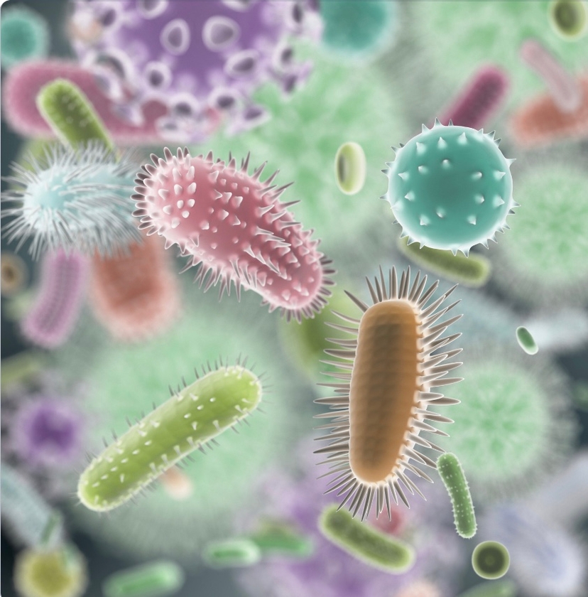 Herpes Virus