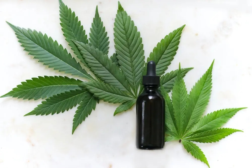 A bottle of CBD oil surrounded by CBD leaves.