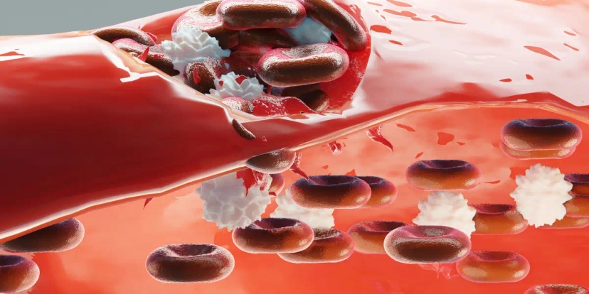 A 3D illustration of red and white blood cells, along with signs of a blood clot, flowing through a blood vessel, depicting the composition and function of human blood.