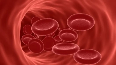 Computer-generated image showing red blood cells flowing through a blood vessel. The vessel and cells are depicted in varying shades of red, highlighting the cells' biconcave disc shape, often altered in cases with anemia symptoms.