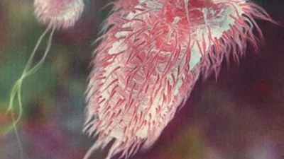 A microscopic image depicting a single-celled organism with a fuzzy, pink exterior and long hair-like appendages, set against a dark background. This particular specimen resembles e.coli, highlighting the potential health risk it poses if encountered.