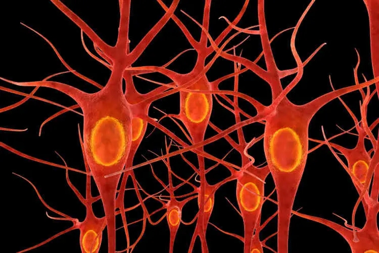 motor neurons with highlighted cell bodies, representing motor neurone disease and its impact on nerve cells.