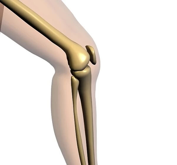 An image of knee joint