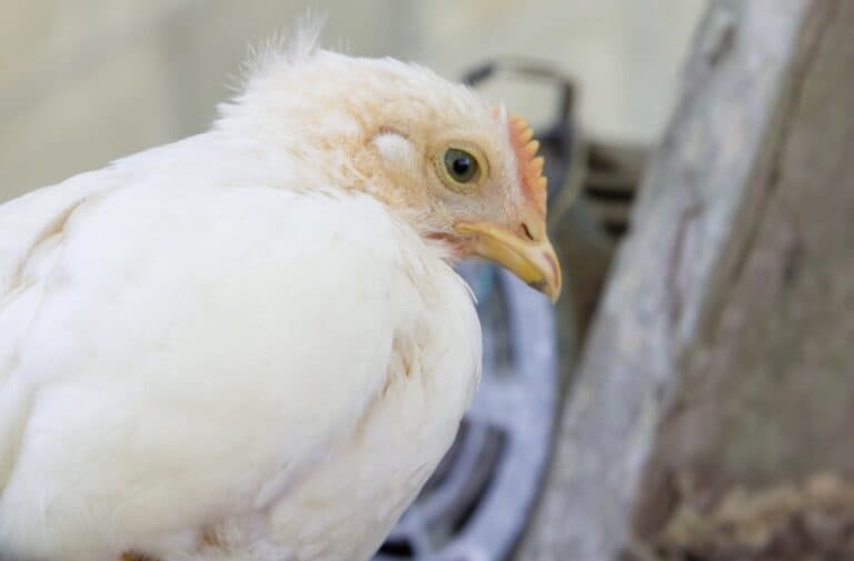 Chicken Bird Flu