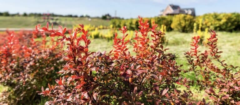 Berberine