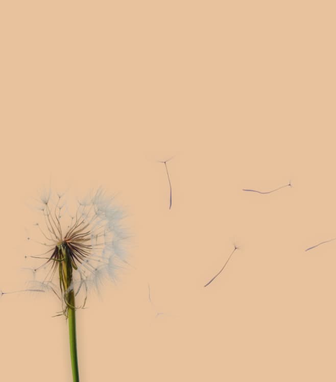 An image of a dandelion giving off pollen, on an orange background, representing the real-time pollen meter feature