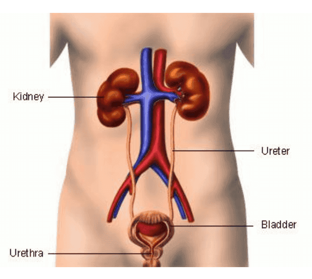 Uncomplicated Urinary Tract Infection