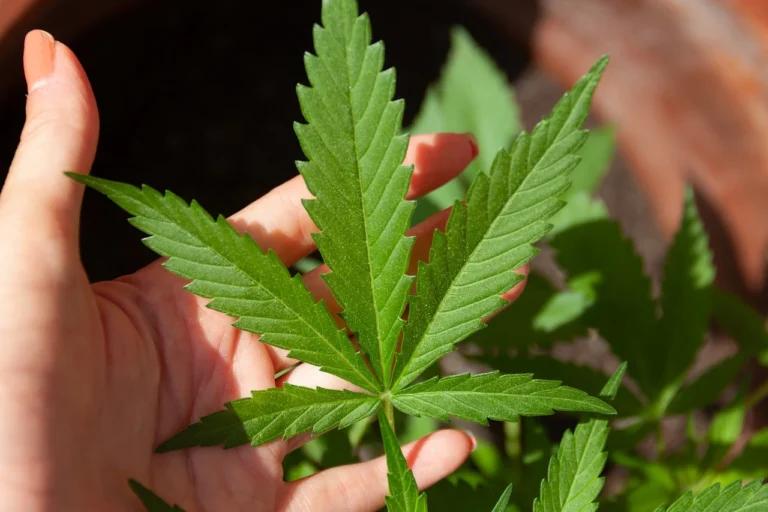 A person's hand holding a marijuana leaf.