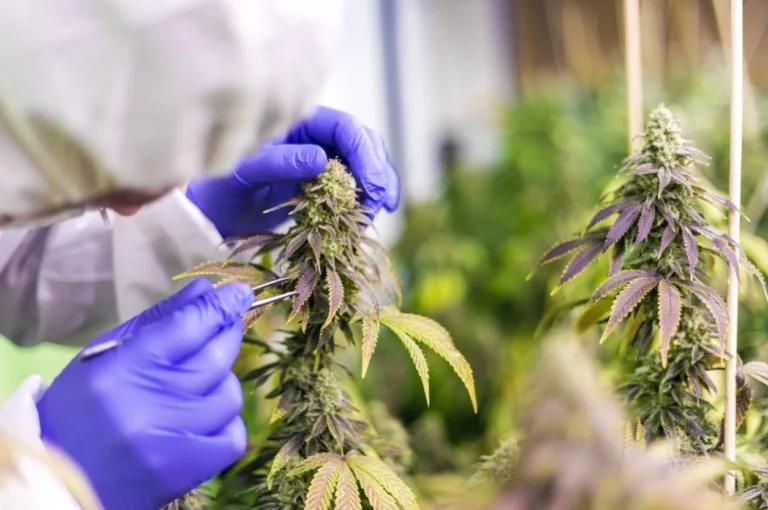 A worker inspecting cannabis plants in a lab for CBD oil production.