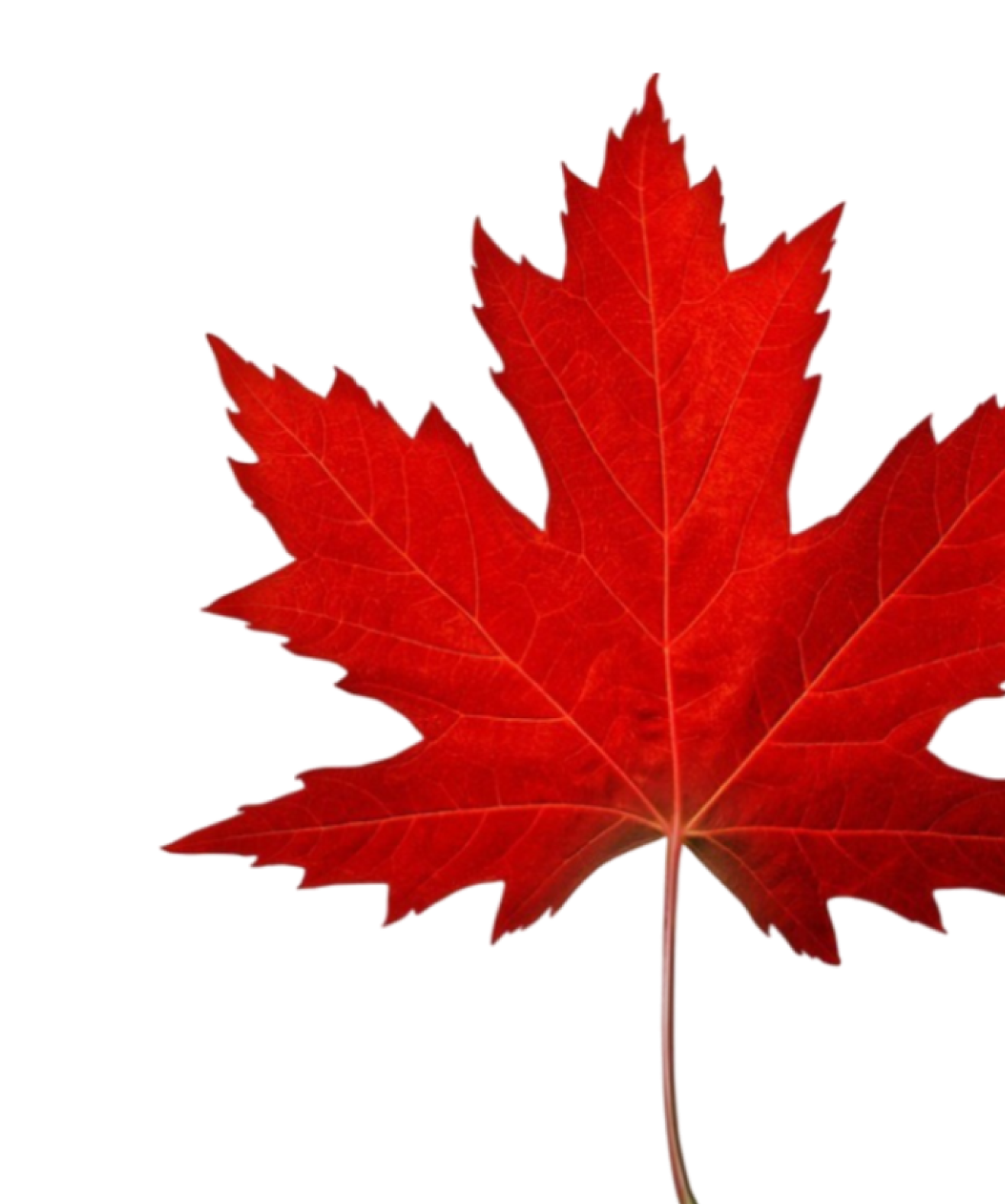 A bright red maple leaf with pointed edges and a visible central stem, isolated on a plain background.