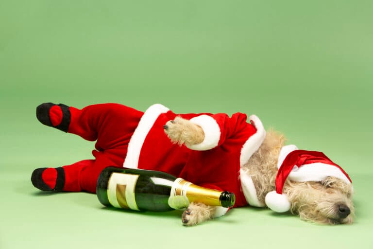 A dog dons a Santa Claus outfit during a prolonged drinking spree.