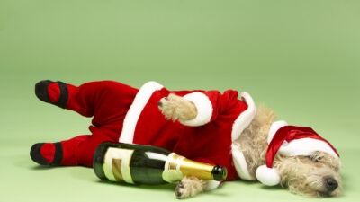 A dog dons a Santa Claus outfit during a prolonged drinking spree.