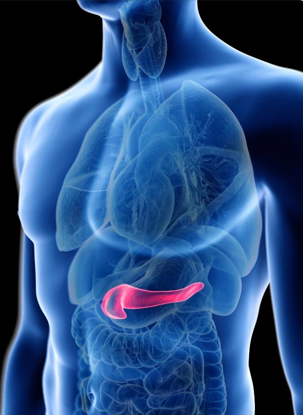 Pancreas