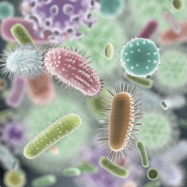Bacteria