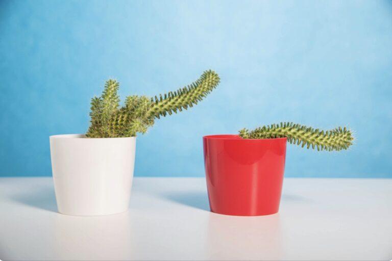 Cactus Erectile Dysfunction