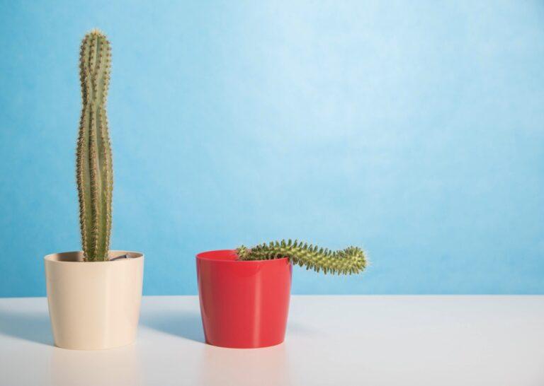 Erectile dysfunction