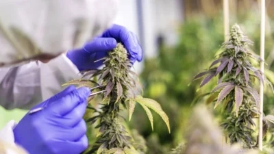 A worker inspecting cannabis plants in a lab for CBD oil production.