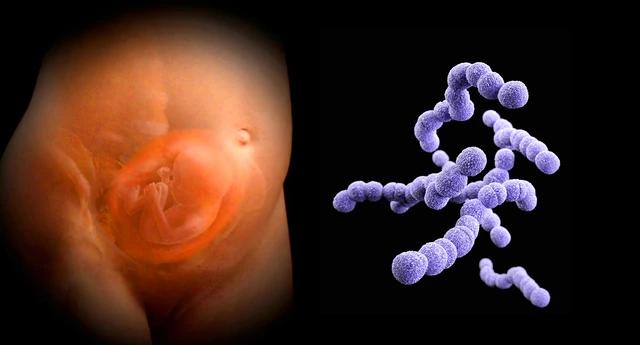 An image showing a developing human embryo on the left and a magnified view of Streptococcus agalactiae bacteria on the right.