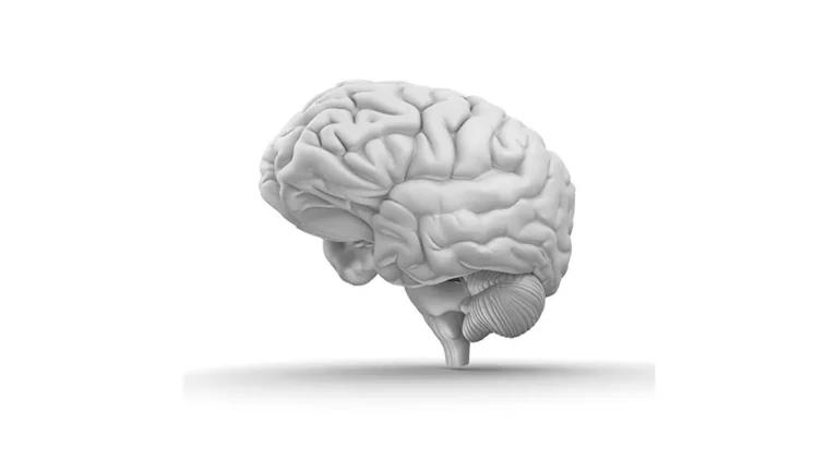 taking a look at brain to see which food can help main the brain