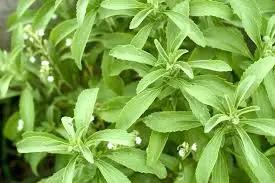 Close-up of stevia plants with green leaves
