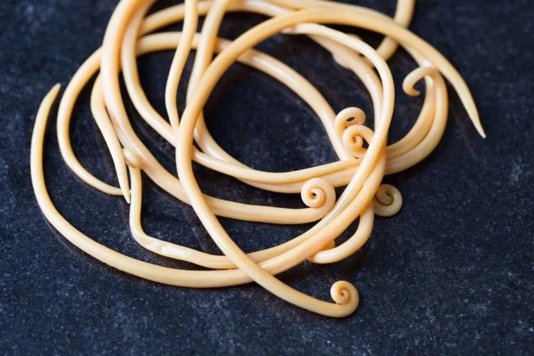 image showing what are threadworms